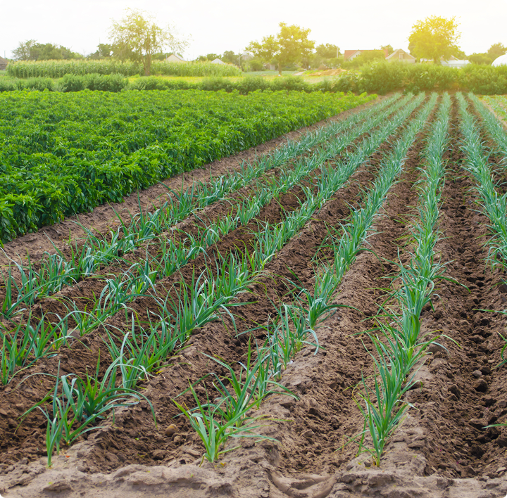 Organic farm fields